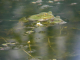 Wasserfrosch